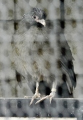 アカオヒメシャクケイ(夢見ヶ崎動物公園)