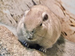 グンディ(足立区生物園)