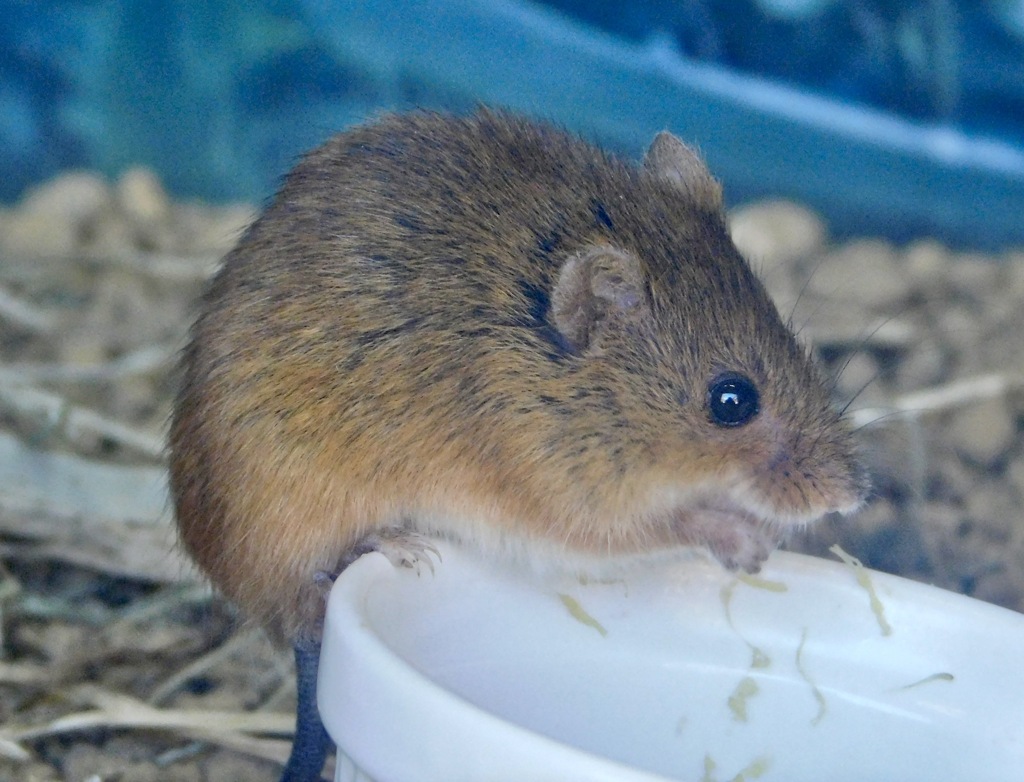 カヤネズミ(多摩動物公園)