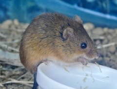 カヤネズミ(多摩動物公園)