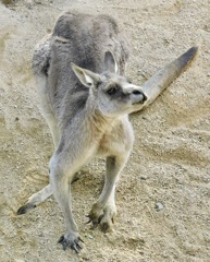 オオカンガルー(足立区生物園)