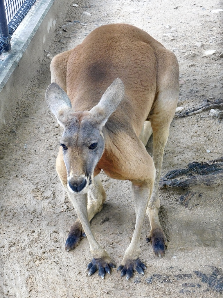アカカンガルー(神戸市立王子動物園)