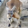 アカカンガルー(神戸市立王子動物園)