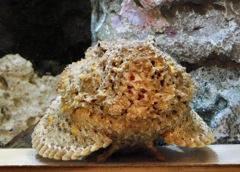 オニダルマオコゼ(しながわ水族館)