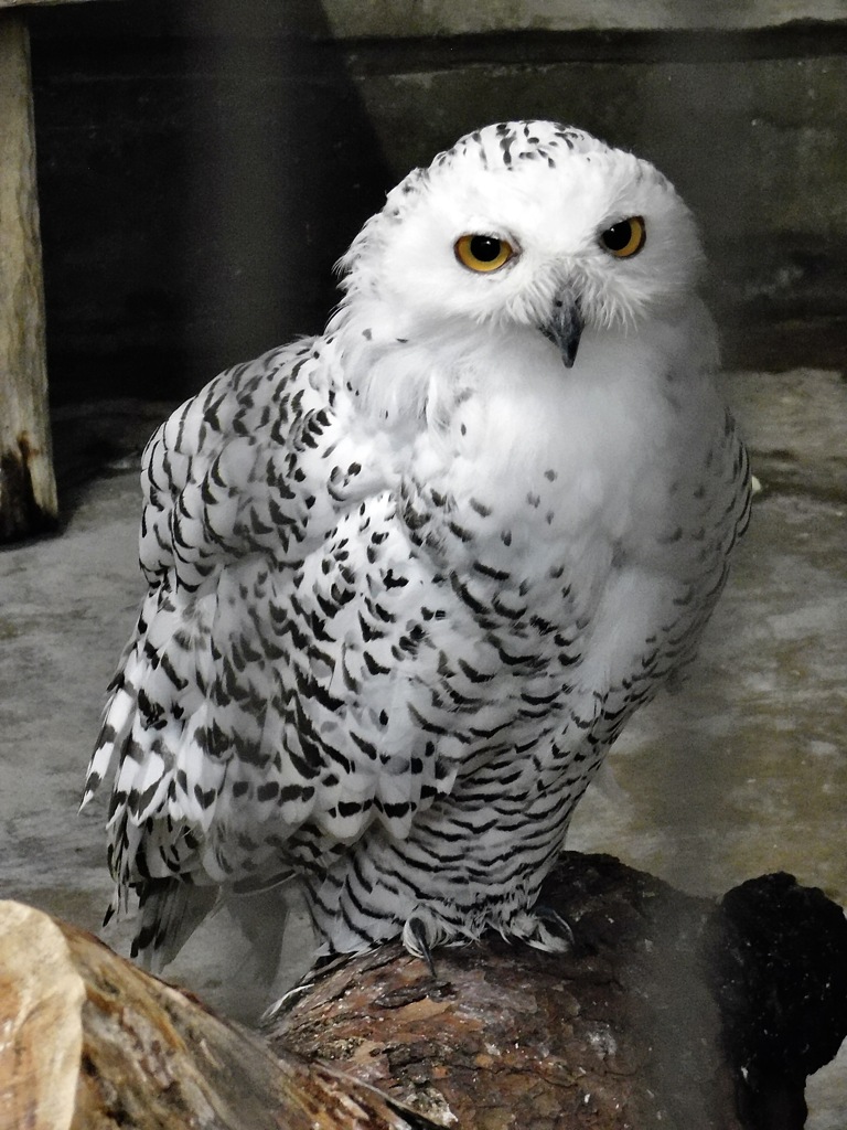 シロフクロウ(井の頭自然文化園)