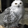 シロフクロウ(井の頭自然文化園)