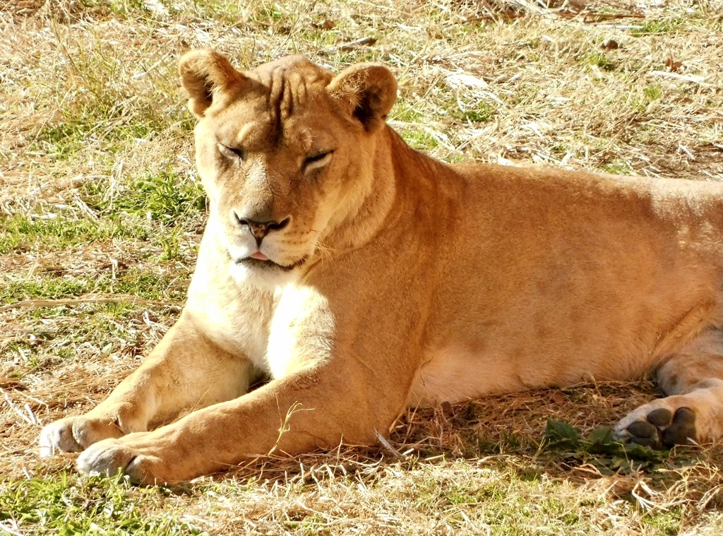メスのライオン(多摩動物公園)
