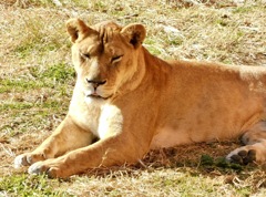 メスのライオン(多摩動物公園)