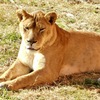 メスのライオン(多摩動物公園)