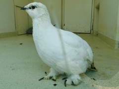 スバールバルライチョウ(上野動物園)
