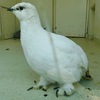 スバールバルライチョウ(上野動物園)