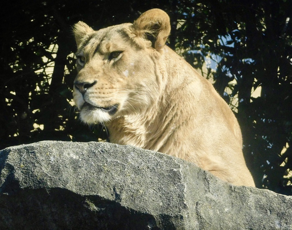 メスのライオン(東武動物公園)
