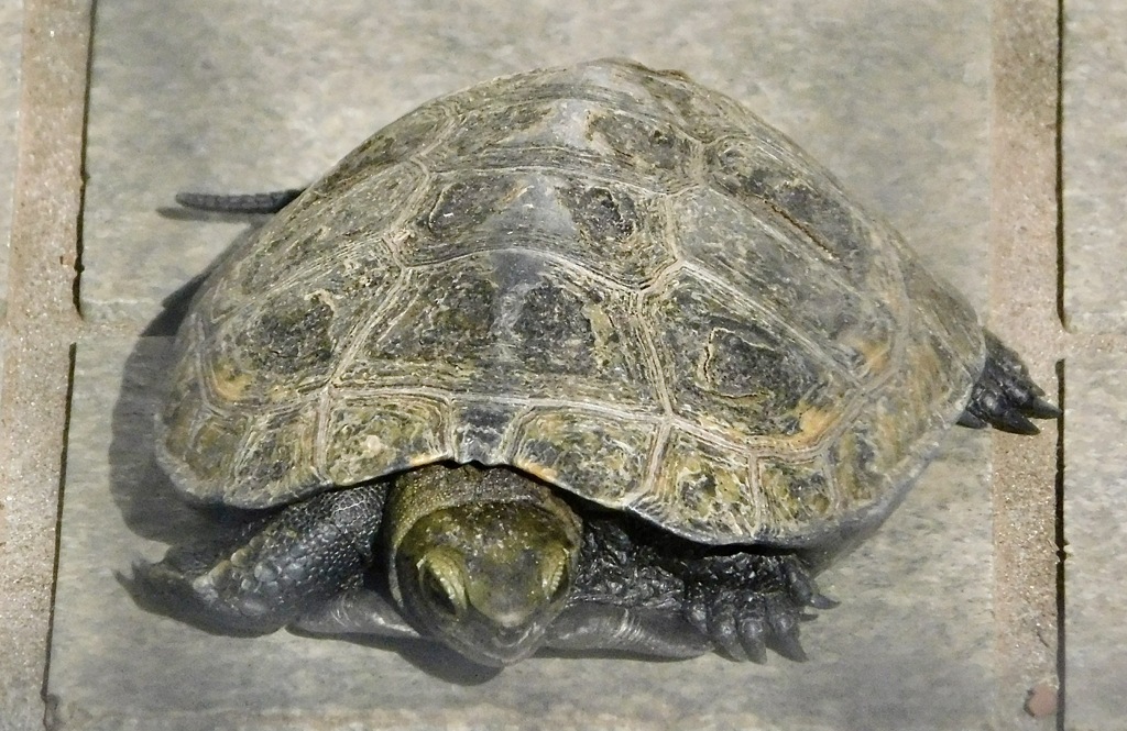 ニホンイシガメの幼体(夢見ヶ崎動物公園)
