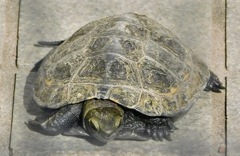 ニホンイシガメの幼体(夢見ヶ崎動物公園)