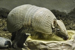 マタコミツオビアルマジロ(カワスイ　川崎水族館)