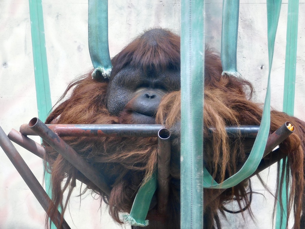 ボルネオオランウータン(神戸市立王子動物園)