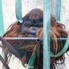 ボルネオオランウータン(神戸市立王子動物園)