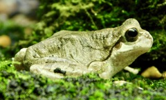 ニホンアマガエル(井の頭自然文化園)