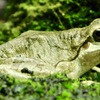 ニホンアマガエル(井の頭自然文化園)