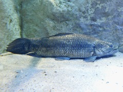 タライロン(カワスイ　川崎水族館)