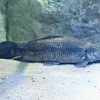 タライロン(カワスイ　川崎水族館)