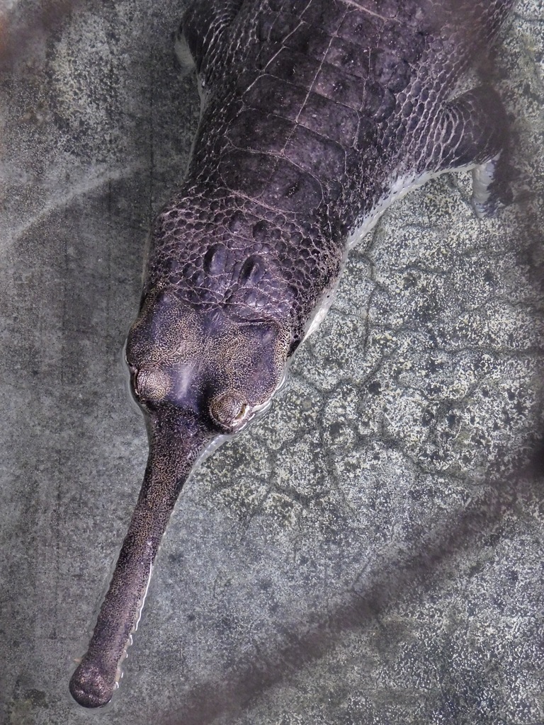 インドガビアル(野毛山動物園)