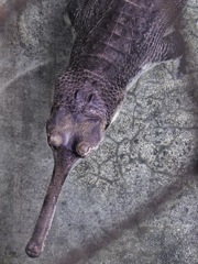 インドガビアル(野毛山動物園)