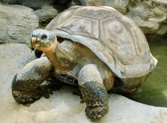 ガラパゴスゾウガメ(上野動物園)