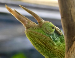 ジャクソンカメレオン(カワスイ　川崎水族館)