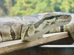 ボールニシキヘビ(野毛山動物園)