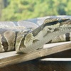 ボールニシキヘビ(野毛山動物園)