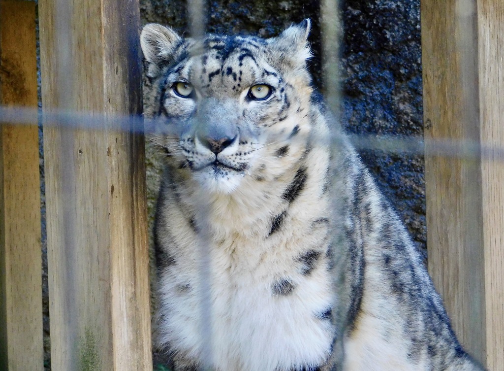 ユキヒョウ(多摩動物公園)