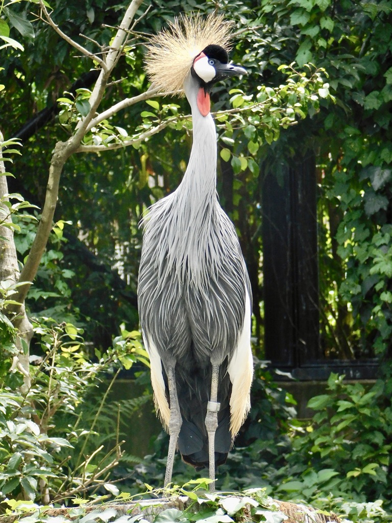 ホオジロカンムリヅル(天王寺動物園)