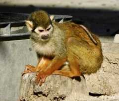 コモンリスザル(東武動物公園)