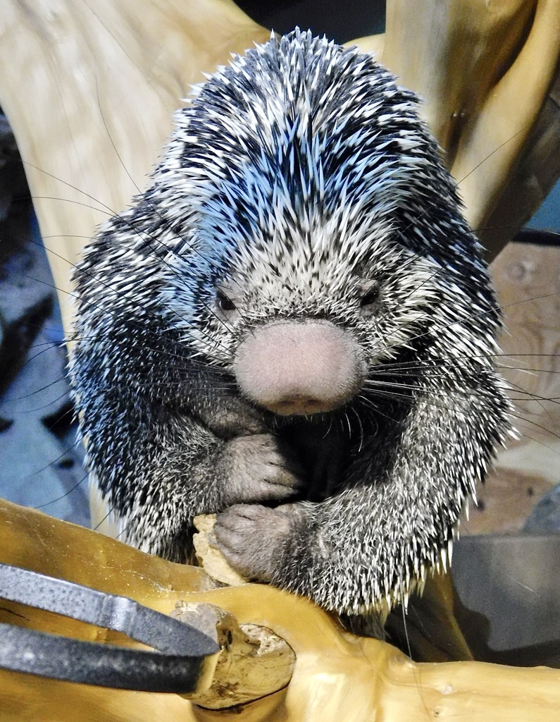 オマキヤマアラシ(カワスイ　川崎水族館)