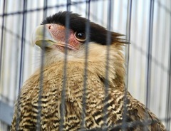 カンムリカラカラ(江戸川区自然動物園)