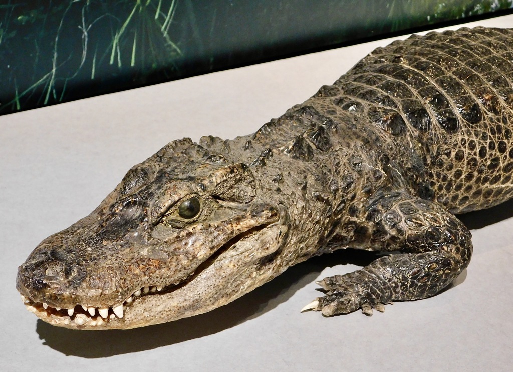 ヨウスコウワニの剥製(国立科学博物館)