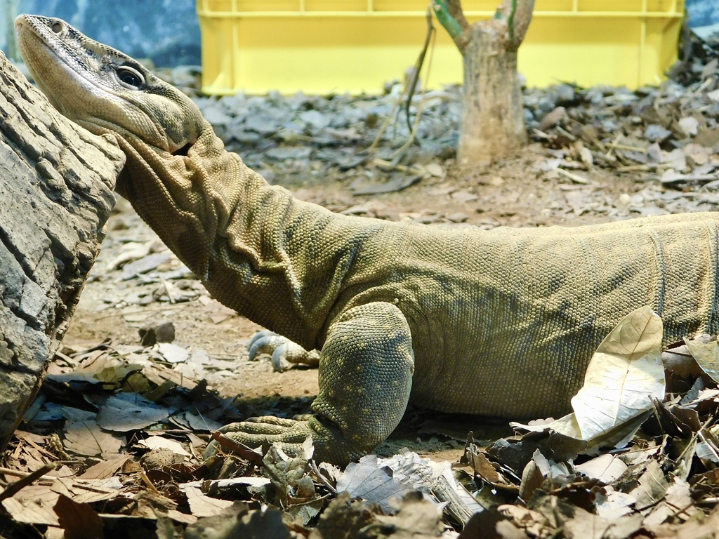 ローゼンバーグオオトカゲ(天王寺動物園)