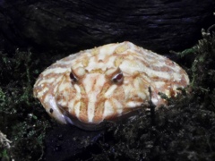 クランウェルツノガエル(しながわ水族館) クランウェルツノガエル(しながわ水族館)