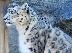 ユキヒョウ(多摩動物公園)