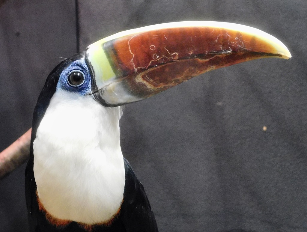 シロムネオオハシ(浦安市交通公園)