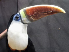 シロムネオオハシ(浦安市交通公園)