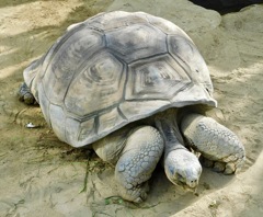 ガラパゴスゾウガメ(上野動物園)