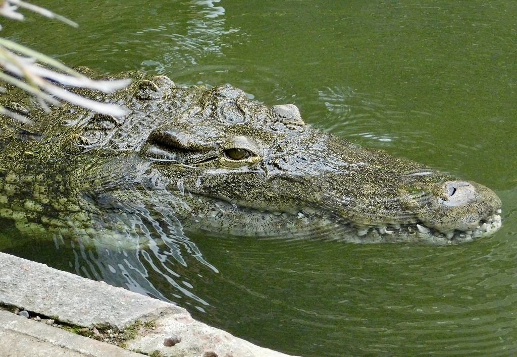 水から目と鼻を出すナイルワニ(熱川バナナワニ園)