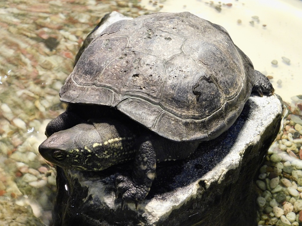 クサガメ(上野動物園)