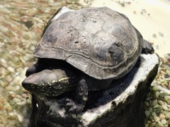 クサガメ(上野動物園)