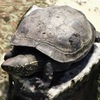 クサガメ(上野動物園)
