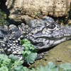ヨウスコウワニの幼体(天王寺動物園)