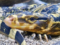 ミンダナオミズオオトカゲ(足立区生物園)