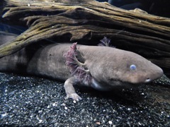 グレーターサイレン(しながわ水族館)